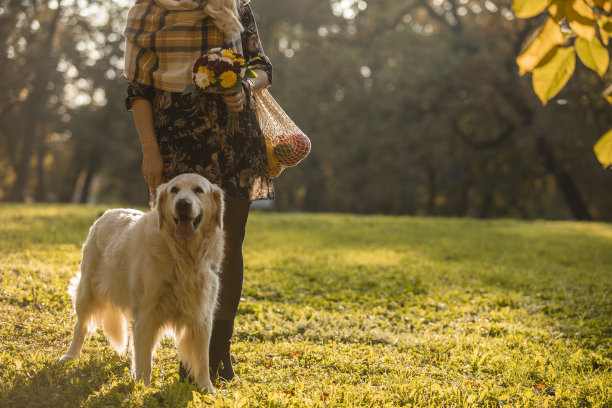 逛完市场后在草地上遛狗图片下载