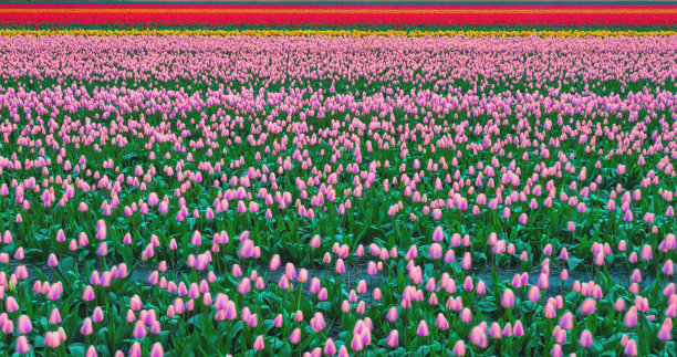 荷兰的郁金香田图片下载
