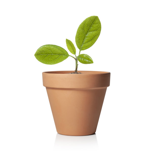 花盆中的幼苗图片下载