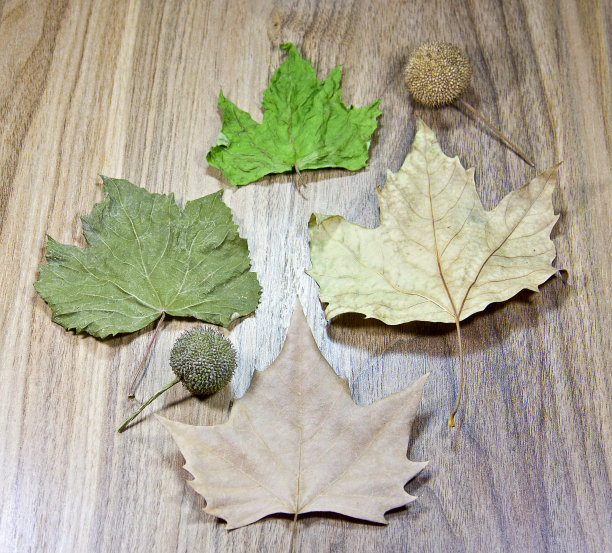 飞机树叶图片下载