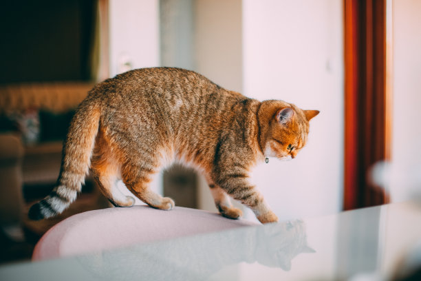 金色英国短毛猫图片下载