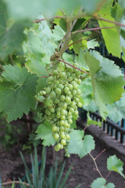 成熟的白葡萄，绿色的叶子。自制的酿酒。图片下载