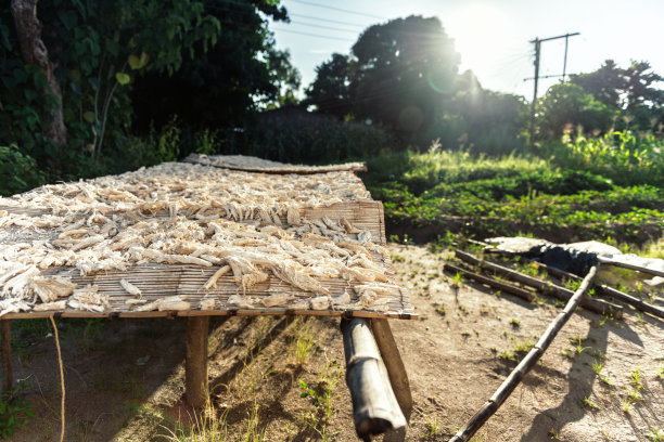 在马拉维的阳光下晒干的木架上的木薯作物图片下载