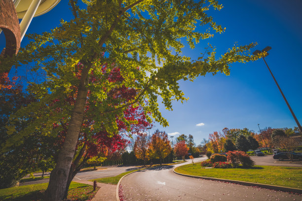 阳光透过秋色的树木图片下载
