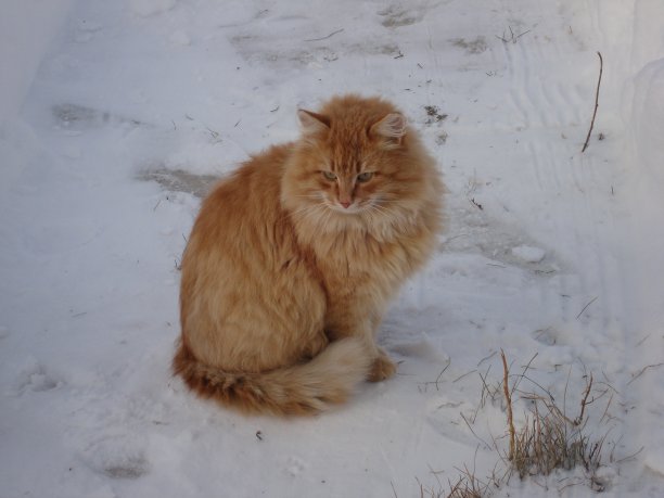 红色毛茸茸的美丽的猫在冬天的雪图片下载
