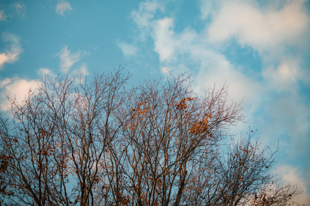 秋天的景象，树叶在蓝天的映衬下飘落图片下载