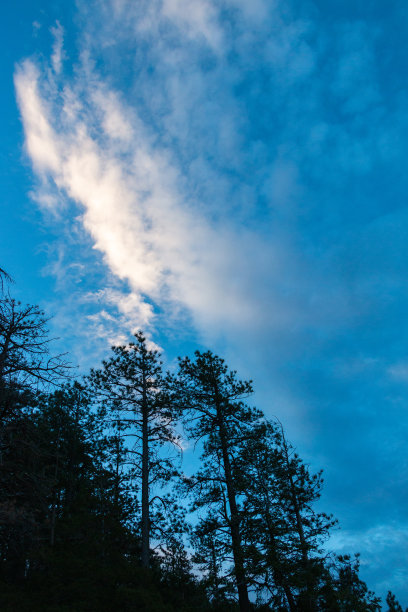 低角度的树木和日出的天空与云图片下载