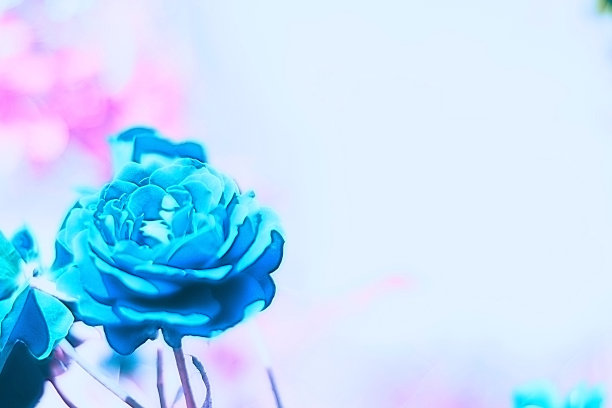 美丽的艺术模糊的自然背景与蓝色玫瑰花，艺术创意照片图片下载