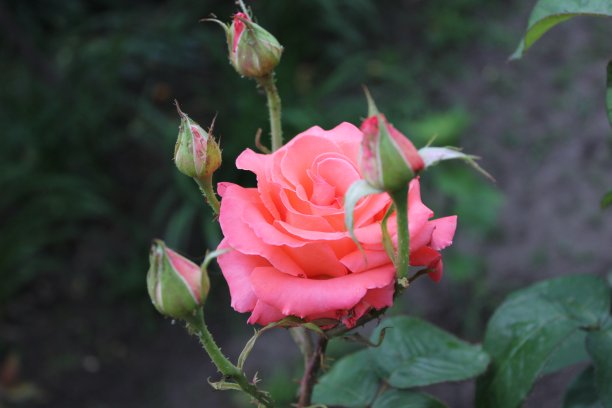 城市公园里的大粉红色玫瑰花。图片下载