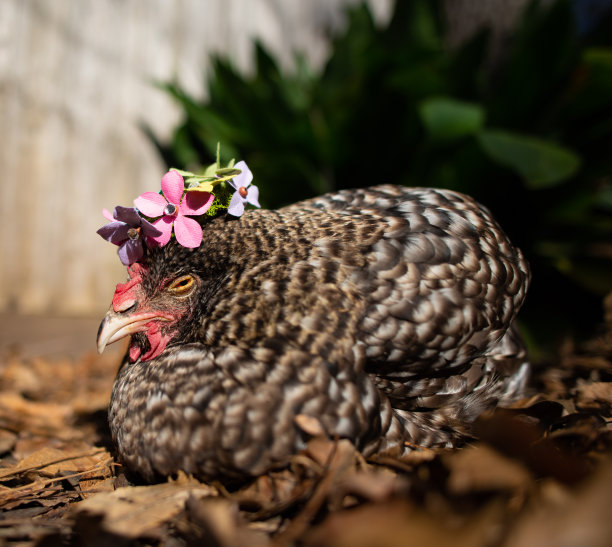 贝丝加冕的母鸡图片下载