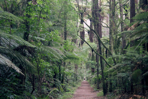 穿过森林图片下载