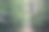 穿过森林图片下载