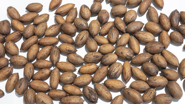 新鲜澳洲胡桃图片下载