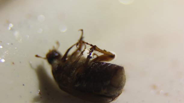 死黑苍蝇倒立着。图片下载