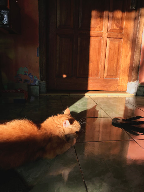 红虎斑猫图片下载