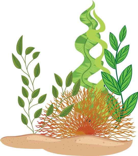 水下的海藻与珊瑚在白色的背景图片下载