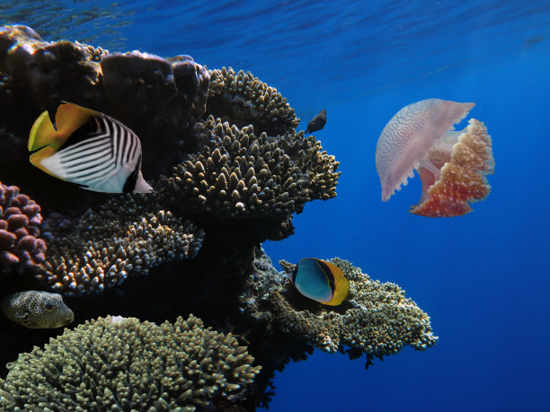 海中的水母特写图片下载