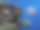 海中的水母特写图片下载