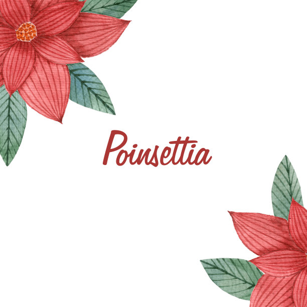 水彩红一品红框架。放置你的文本。圣诞贺卡,框架。图片下载