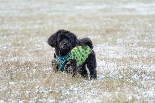 雪中穿着夹克的哈瓦那狗图片下载