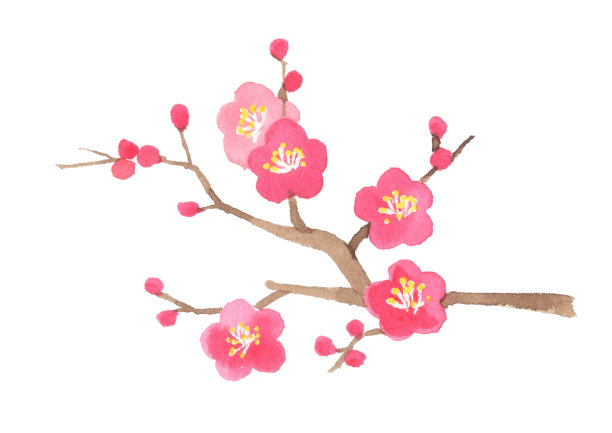 日本李子树水彩插图在白色的背景图片下载