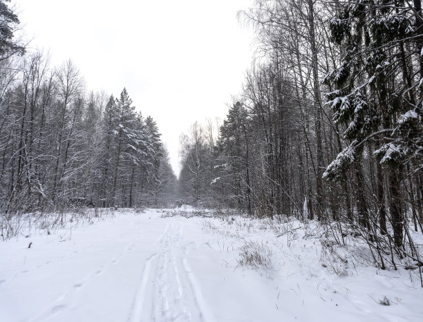 森林里的冬天，树上的雪，漂亮的圣诞节背景图片下载