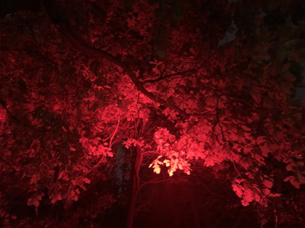 夜光树图片下载