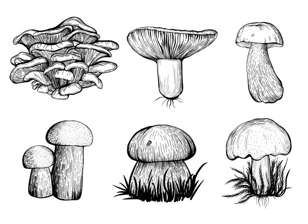 采林菇秋菇图片下载