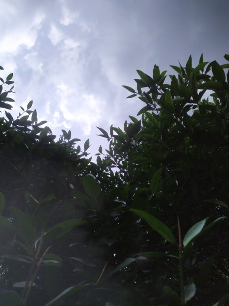 天空中的树是蓝色的图片下载