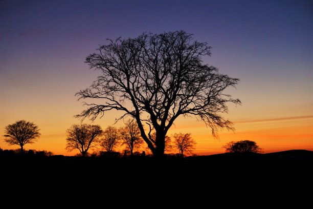 夕阳、晚霞和树木图片下载