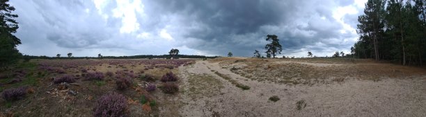 砂扭伤图片下载