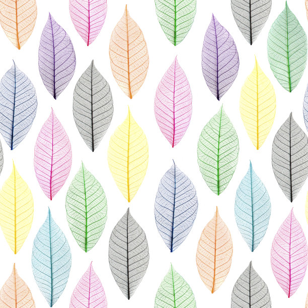 骨骼的叶子图片下载