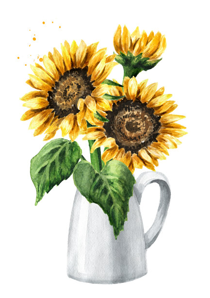 秋天的一束向日葵。手绘水彩插图孤立的白色背景图片下载