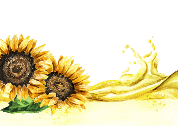 向日葵油。手绘水彩插图，孤立的白色背景图片下载