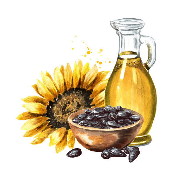 葵花籽油和带籽的花。手绘水彩插图孤立的白色背景图片下载