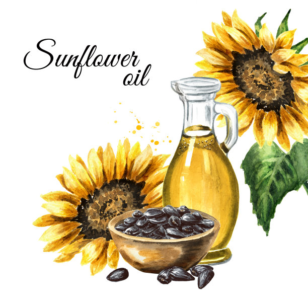 葵花油卡。手绘水彩插图，孤立的白色背景图片下载