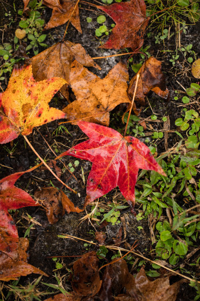 丰富的秋天红色和橙色的叶子在杰克逊维尔，佛罗里达在圣诞前的一个星期，2020年图片下载