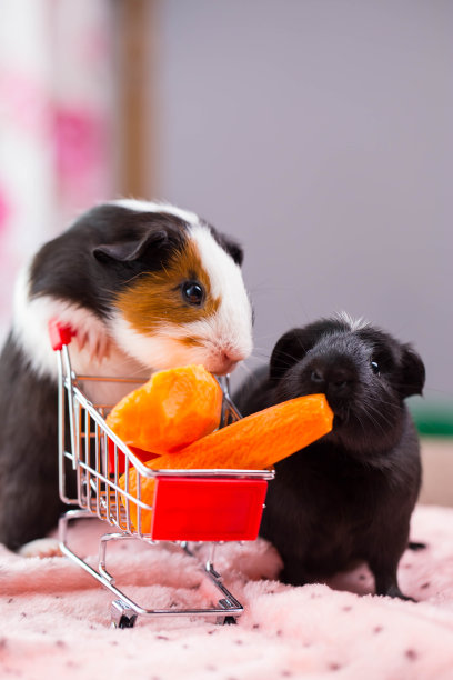 可爱的豚鼠。图片下载