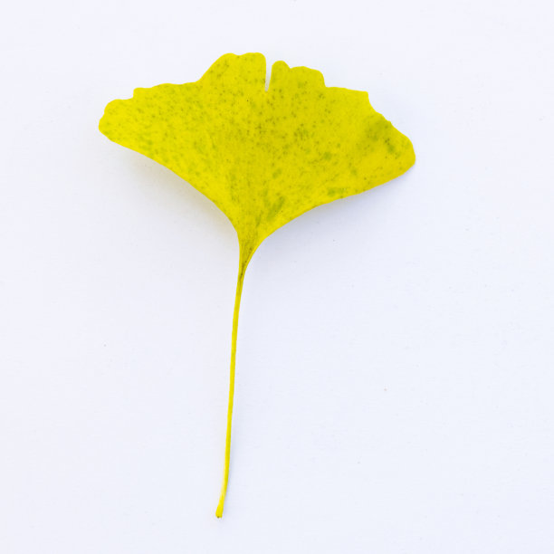 白色背景上的黄色银杏叶图片下载