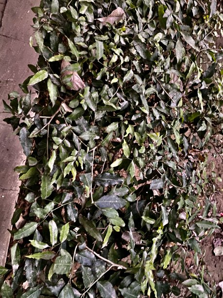 花园里一排排的植物和树叶图片下载