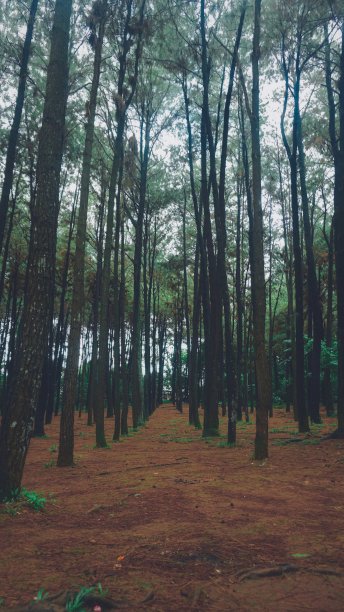 绿色福勒斯特图片下载