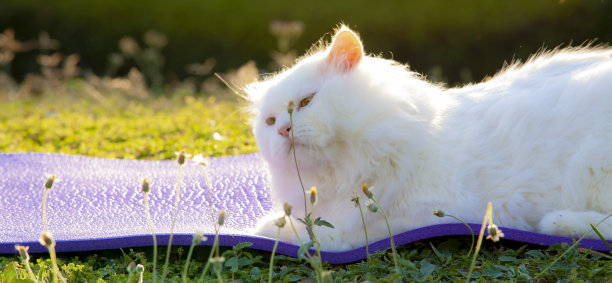 白色波斯猫在瑜伽垫上玩耍。图片下载