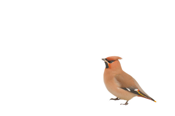 白底上的蜡翼鸟图片下载