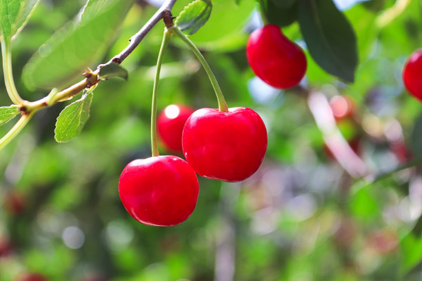 树枝上两颗耐寒的红樱桃的特写图片下载