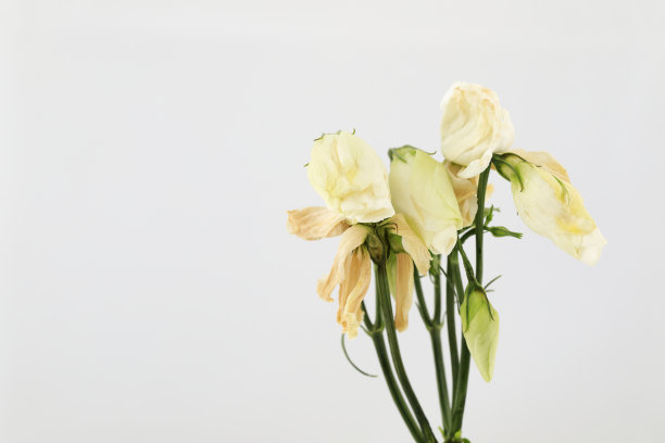 几个玫瑰枯萎图片下载