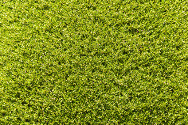 天然的绿色背景图片下载