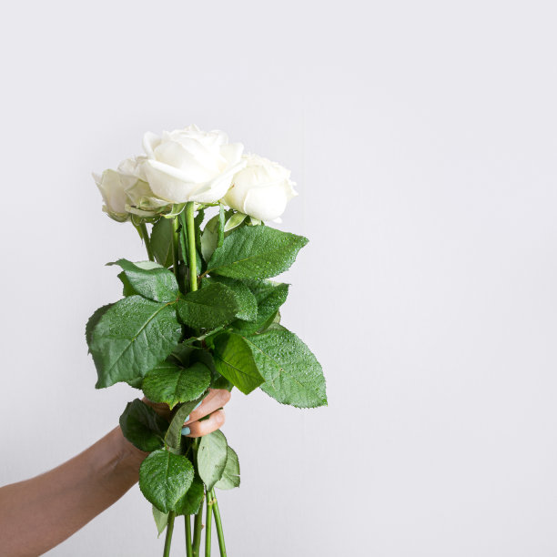 女性手里拿着一束白玫瑰。图片下载