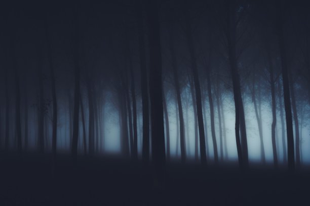 森林中的雾图片下载