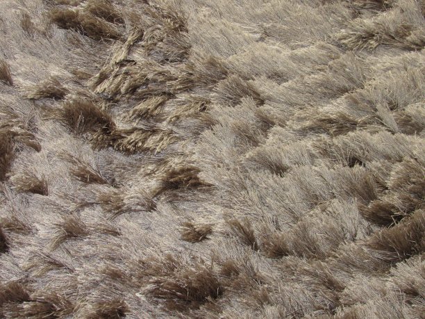 棕色地毯上蓬松的图案图片下载