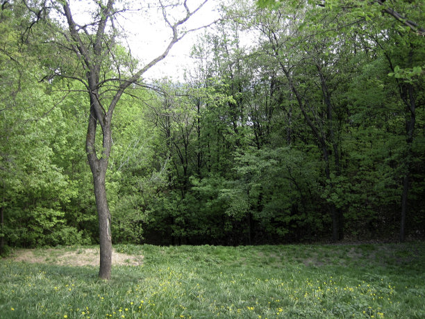 在夏季晴朗的一天，森林空地上的树冠。图片下载